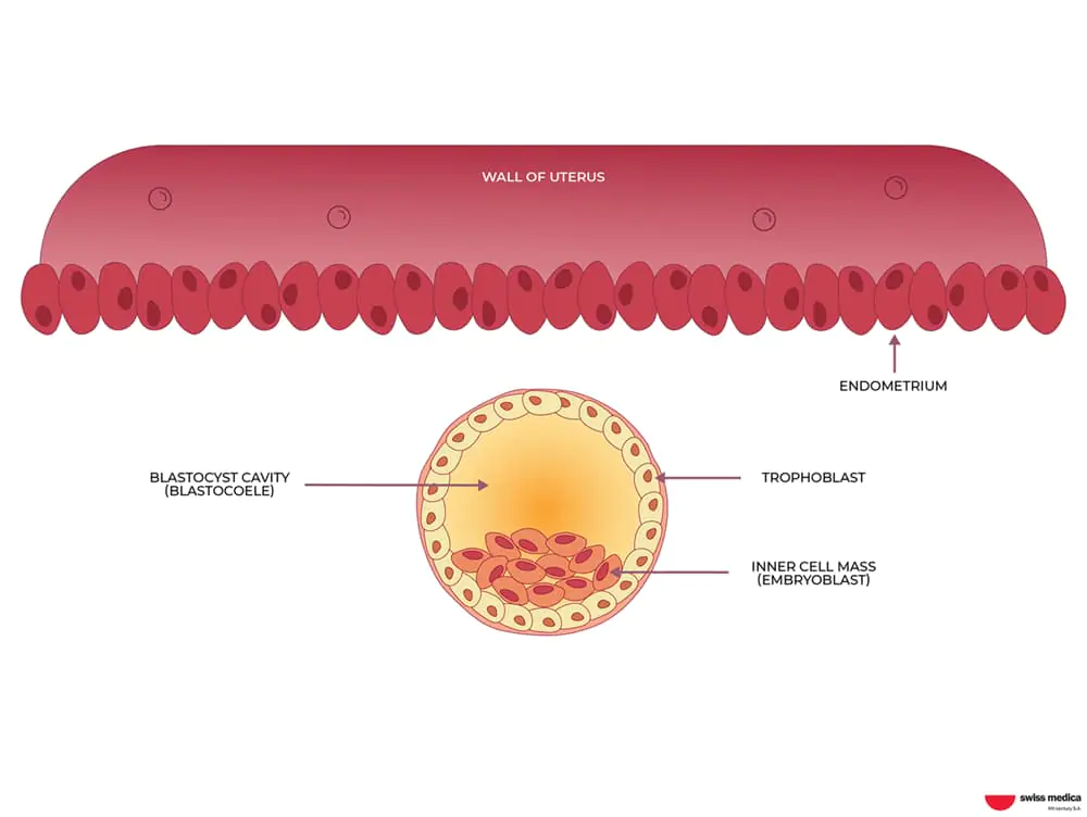 Stem cells